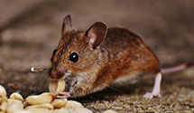 24 Hour & Emergency Exterminators in Point Arena Air Force Statio, CA